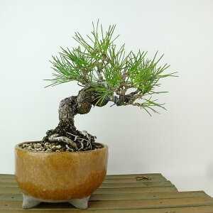 ~    17cm ܂ Pinus thunbergii N}c }c ΐjt Ϗܗp i i 