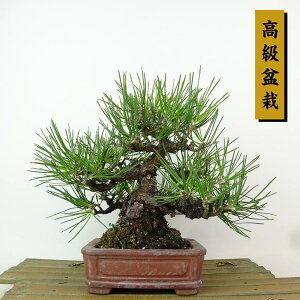 ~    17cm ܂ ~ Pinus thunbergii N}c }c ΐjt Ϗܗp i i