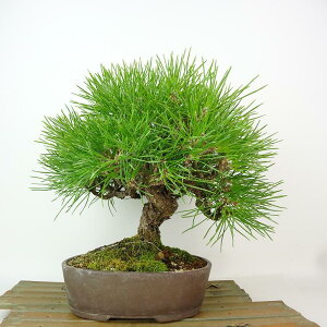 ~    24cm ܂ Pinus thunbergii N}c }c ΐjt Ϗܗp i