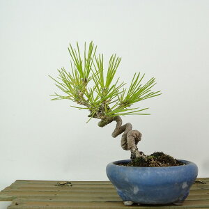 ~    14cm ܂ Pinus thunbergii N}c }c ΐjt Ϗܗp i i 