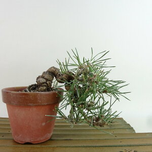 ~    ㉺ 14cm ܂ Pinus thunbergii N}c }c ΐjt Ϗܗp i i