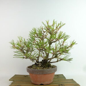 ~    23cm ܂ Pinus thunbergii N}c }c ΐjt Ϗܗp i 