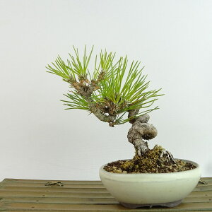 ~    14cm ܂ Pinus thunbergii N}c }c ΐjt Ϗܗp i i 