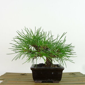 ~    13cm ܂ Pinus thunbergii N}c }c ΐjt Ϗܗp i i 