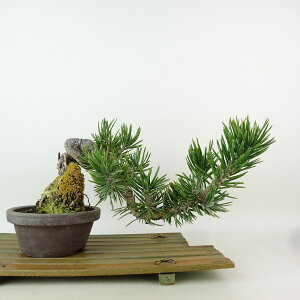 ~    ㉺ 14cm ܂ Pinus thunbergii N}c  ڂ }c ΐjt Ϗܗp i i 