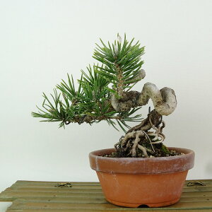 ~    14cm ܂ Pinus thunbergii N}c  ڂ }c ΐjt Ϗܗp i i 