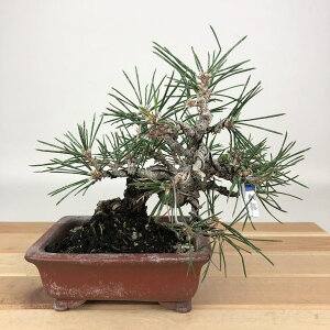 ~    13cm ܂ Pinus thunbergii N}c }c ΐjt Ϗܗp i i