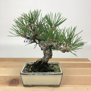 ~    18cm ܂ Pinus thunbergii N}c }c ΐjt Ϗܗp i i 