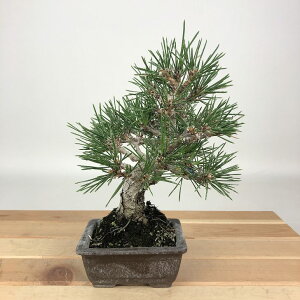 ~    18cm ܂ Pinus thunbergii N}c }c ΐjt Ϗܗp i i 