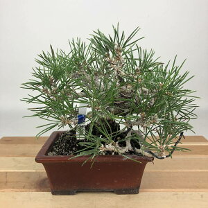 ~    14cm ܂ Pinus thunbergii N}c  }c ΐjt Ϗܗp i i
