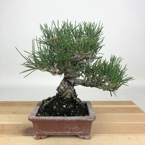 ~    17cm ܂ Pinus thunbergii N}c }c ΐjt Ϗܗp i i