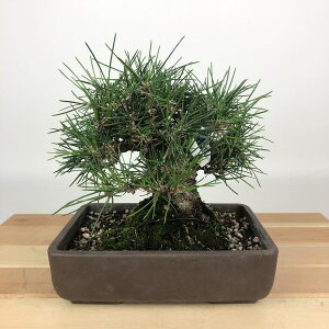 ~    15cm ܂ Pinus thunbergii N}c }c ΐjt Ϗܗp i i
