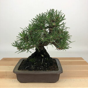 ~    16cm ܂ Pinus thunbergii N}c }c ΐjt Ϗܗp i i