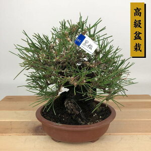 ~    15cm ܂ ~ Pinus thunbergii N}c }c ΐjt Ϗܗp i i