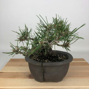 ~    14cm ܂ Pinus thunbergii N}c }c ΐjt Ϗܗp i i 