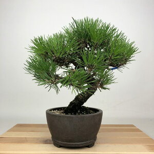 ~    21cm ܂ Pinus thunbergii N}c }c ΐjt Ϗܗp i