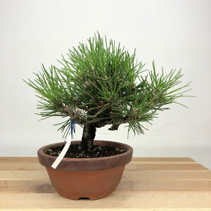 ~    14cm ܂ Pinus thunbergii N}c }c ΐjt ӏܗp Ϗܗp i i