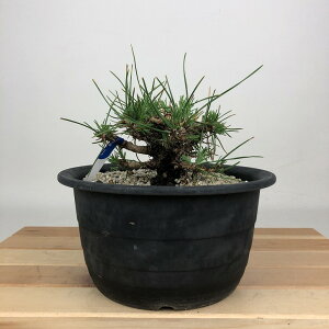 ~    11cm ܂ Pinus thunbergii N}c }c ΐjt ӏܗp Ϗܗp i i 