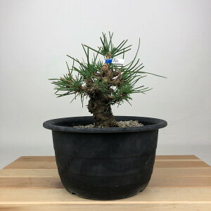 ~    14cm ܂ Pinus thunbergii N}c }c ΐjt ӏܗp Ϗܗp i i