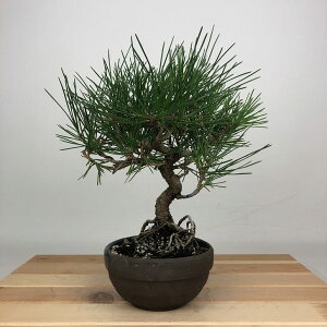 ~    23cm ܂ Pinus thunbergii N}c }c ΐjt ӏܗp Ϗܗp i