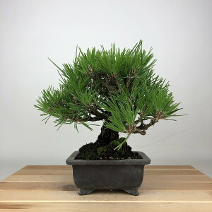 ~    18cm ܂ Pinus thunbergii N}c }c ΐjt ӏܗp Ϗܗp i i