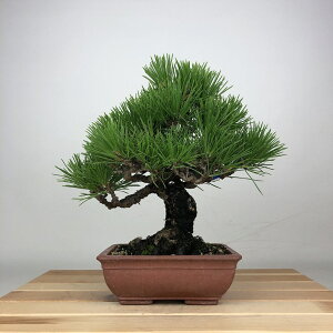 ~    22cm ܂ Pinus thunbergii N}c }c ΐjt ӏܗp Ϗܗp i