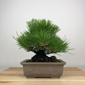 ~    17cm ܂ Pinus thunbergii N}c }c ΐjt ӏܗp Ϗܗp i i