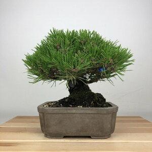 ~    18cm ܂ Pinus thunbergii N}c }c ΐjt ӏܗp Ϗܗp i i