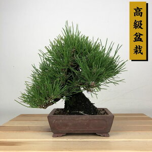 ~    18cm ܂ ~ Pinus thunbergii N}c }c ΐjt Ϗܗp i i