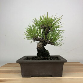 盆栽 松 黒松 樹高 約16cm くろまつ Pinus thunbergii クロマツ マツ科 常緑針葉樹 鑑賞用 観賞用 小品 現品 送料無料