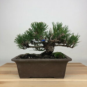 ~    16cm ܂ Pinus thunbergii N}c }c ΐjt ӏܗp Ϗܗp i i 