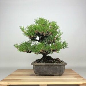 �~�� �� ���� ���� ��28cm ����܂� Pinus thunbergii �N���}�c �}�c�� ��ΐj�t�� �ӏ� �Ϗܗp ���i