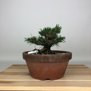 �~�� �� ���� ���� ��11cm ����܂� Pinus thunbergii �N���}�c �}�c�� ��ΐj�t�� �ӏ� �Ϗܗp ���i ���i