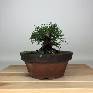 �~�� �� ���� ���� ��10cm ����܂� Pinus thunbergii �N���}�c �}�c�� ��ΐj�t�� �ӏ� �Ϗܗp ���i ���i