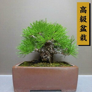 ~     20cm ܂ ~ Pinus thunbergii N}c }c ΐjt ӏܗp Ϗܗp i i
