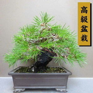 ~     22cm ܂ ~ Pinus thunbergii N}c }c ΐjt ӏܗp Ϗܗp i