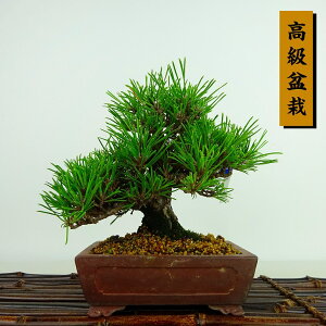~    14cm ܂ Pinus thunbergii N}c }c ΐjt Ϗܗp i i