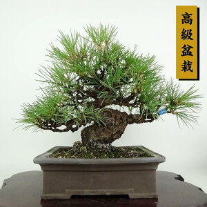 ~    25cm ܂ ~ Pinus thunbergii N}c }c ΐjt Ϗܗp i