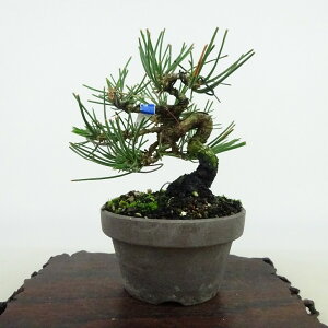 ~    11cm ܂ Pinus thunbergii N}c }c ΐjt Ϗܗp i i