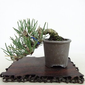 盆栽 松 黒松 樹高 上下 約8cm くろまつ Pinus thunbergii クロマツ マツ科 常緑針葉樹 観賞用 小品 現品