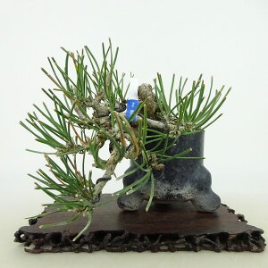 ~    ㉺ 11cm ܂ Pinus thunbergii N}c }c ΐjt Ϗܗp i i