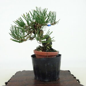 ~    10cm ܂ Pinus thunbergii N}c }c ΐjt Ϗܗp i i