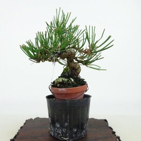 盆栽 松 黒松 樹高 約12cm くろまつ Pinus thunbergii クロマツ マツ科 常緑針葉樹 観賞用 小品 現品