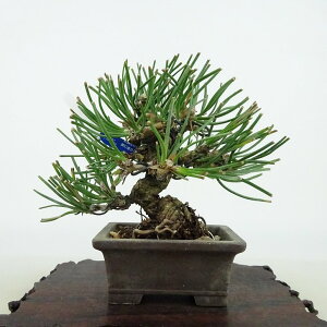 ~    10cm ܂ Pinus thunbergii N}c }c ΐjt Ϗܗp i i