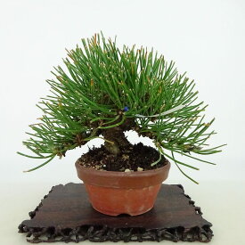 盆栽 松 黒松 樹高 約11cm くろまつ Pinus thunbergii クロマツ マツ科 常緑針葉樹 観賞用 小品 現品
