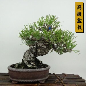 ~    19cm ܂ ~ Pinus thunbergii N}c }c ΐjt Ϗܗp i i