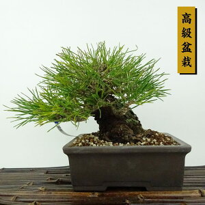 ~    15cm ܂ ~ Pinus thunbergii N}c }c ΐjt Ϗܗp i i