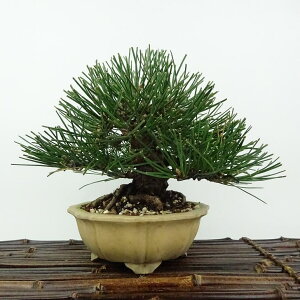 ~    15cm ܂ Pinus thunbergii N}c }c ΐjt Ϗܗp i i