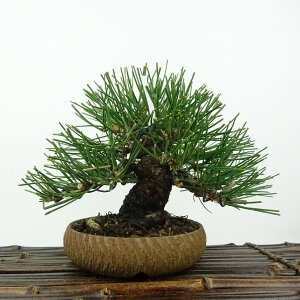 ~    14cm ܂ Pinus thunbergii N}c }c ΐjt Ϗܗp i i