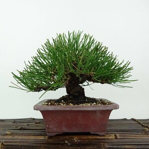 ~    14cm ܂ Pinus thunbergii N}c }c ΐjt Ϗܗp i i